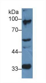 TCEB3 / Elongin A Antibody - Western Blot; Sample: Mouse Cerebrum lysate; Primary Ab: 2µg/ml Rabbit Anti-Rat ELOA Antibody Second Ab: 0.2µg/mL HRP-Linked Caprine Anti-Rabbit IgG Polyclonal Antibody