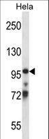 TCEB3 / Elongin A Antibody - TCEB3 Antibody western blot of HeLa cell line lysates (35 ug/lane). The TCEB3 antibody detected the TCEB3 protein (arrow).