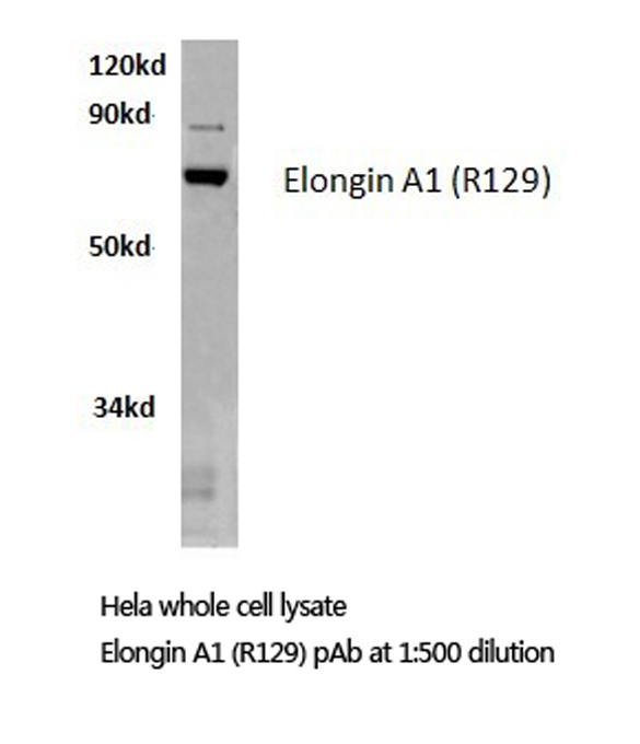 TCEB3 / Elongin A Antibody - Western blot of Elongin A1 (R129) pAb in extracts from HeLa cells.