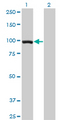TCEB3 / Elongin A Antibody - Western Blot analysis of TCEB3 expression in transfected 293T cell line by TCEB3 monoclonal antibody (M01), clone 3E2.Lane 1: TCEB3 transfected lysate(87.2 KDa).Lane 2: Non-transfected lysate.