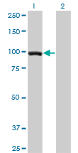 TCEB3 / Elongin A Antibody - Western Blot analysis of TCEB3 expression in transfected 293T cell line by TCEB3 monoclonal antibody (M01), clone 3E2.Lane 1: TCEB3 transfected lysate(87.2 KDa).Lane 2: Non-transfected lysate.