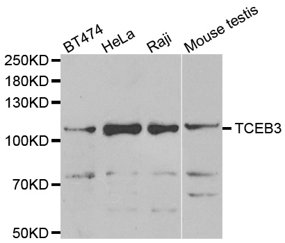 TCEB3 / Elongin A Antibody - Western blot analysis of extracts of various cell lines.