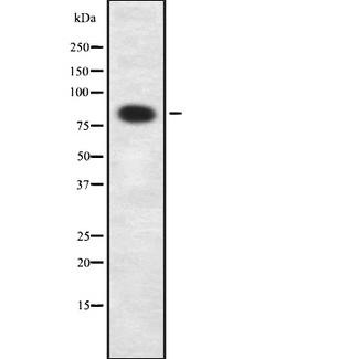 TCEB3 / Elongin A Antibody - Western blot analysis of Elongin A1 using HuvEc whole cells lysates
