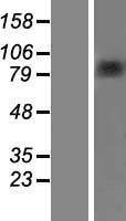 TCEB3 / Elongin A Protein - Western validation with an anti-DDK antibody * L: Control HEK293 lysate R: Over-expression lysate