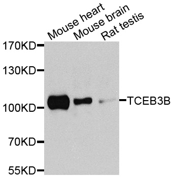 TCEB3B / Elongin A2 Antibody - Western blot analysis of extracts of various cells.