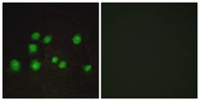 TCEB3B / Elongin A2 Antibody - Peptide - + Immunofluorescence analysis of A549 cells, using ELOA2 antibody.