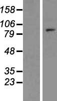 TCEB3B / Elongin A2 Protein - Western validation with an anti-DDK antibody * L: Control HEK293 lysate R: Over-expression lysate