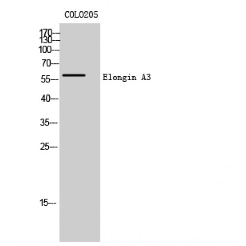 TCEB3C / Elongin A3 Antibody - Western blot of Elongin A3 antibody