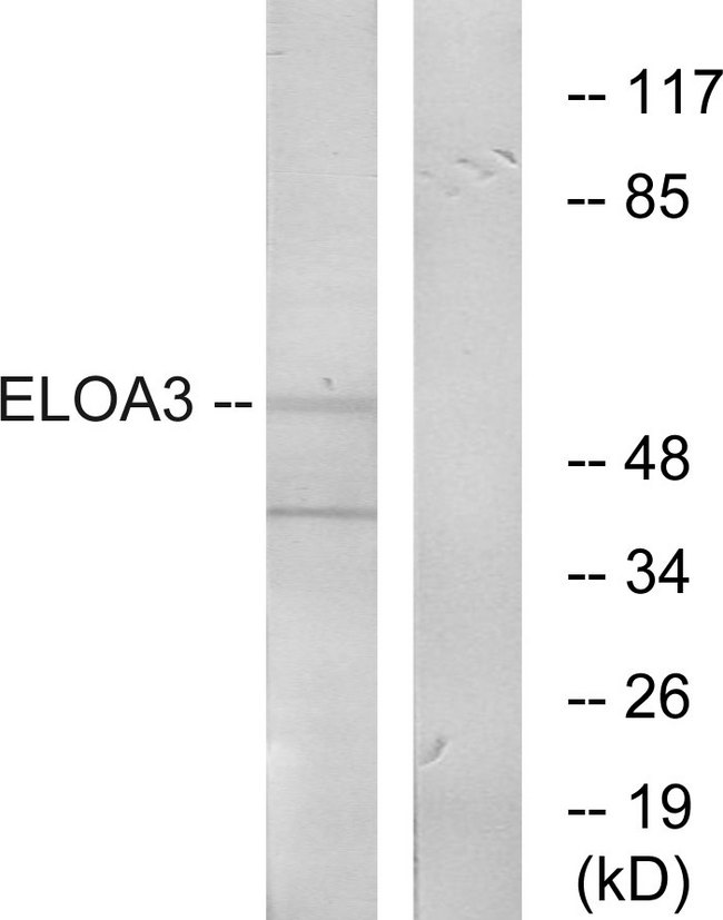 TCEB3C / Elongin A3 Antibody - Western blot analysis of lysates from COLO205 cells, using ELOA3 Antibody. The lane on the right is blocked with the synthesized peptide.
