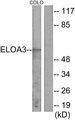 TCEB3C / Elongin A3 Antibody - Western blot analysis of extracts from COLO cells, using ELOA3 antibody.