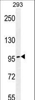 TCERG1 / CA150 Antibody - TCERG1 Antibody western blot of 293 cell line lysates (35 ug/lane). The TCERG1 antibody detected the TCERG1 protein (arrow).