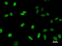 TCERG1 / CA150 Antibody - Immunostaining analysis in HeLa cells. HeLa cells were fixed with 4% paraformaldehyde and permeabilized with 0.1% Triton X-100 in PBS. The cells were immunostained with anti-TCERG1 mAb.