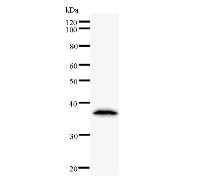 TCERG1 / CA150 Antibody - Western blot analysis of immunized recombinant protein, using anti-TCERG1 monoclonal antibody.
