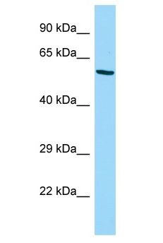 TCF11 / NFE2L1 Antibody - TCF11 / NFE2L1 antibody Western Blot of Mouse Testis. Antibody dilution: 1 ug/ml.  This image was taken for the unconjugated form of this product. Other forms have not been tested.