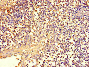TCF11 / NFE2L1 Antibody - Immunohistochemistry of paraffin-embedded human tonsil tissue using NFE2L1 Antibody at dilution of 1:100