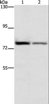 TCF11 / NFE2L1 Antibody - Western blot analysis of HepG2 and HeLa cell, using NFE2L1 Polyclonal Antibody at dilution of 1:280.