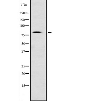 TCF11 / NFE2L1 Antibody - Western blot analysis of NFE2L1 expression in mouse testis lysate. The lane on the left is treated with the antigen-specific peptide.