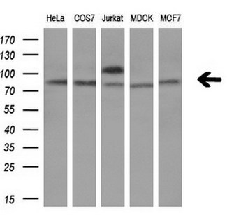 TCF12 / HEB Antibody - Western blot analysis of extracts. (10ug) from 5 different cell lines by using anti-TCF12 monoclonal antibody. (1:200)