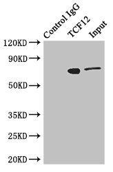 TCF12 / HEB Antibody - Immunoprecipitating TCF12 in Jurkat whole cell lysate Lane 1: Rabbit monoclonal IgG (1µg) instead of TCF12 Antibody in Jurkat whole cell lysate.For western blotting, a HRP-conjugated anti-rabbit IgG, specific to the non-reduced form of IgG was used as the Secondary antibody (1/50000) Lane 2: TCF12 Antibody (4µg) + Jurkat whole cell lysate (500µg) Lane 3: Jurkat whole cell lysate (20µg)