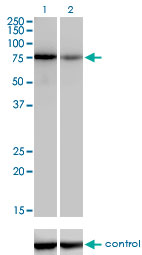 TCF12 / HEB Antibody - Western blot of TCF12 over-expressed 293 cell line, cotransfected with TCF12 Validated Chimera RNAi (Lane 2) or non-transfected control (Lane 1). Blot probed with TCF12 monoclonal antibody, clone 2E9. GAPDH ( 36.1 kD ) used as specificity.