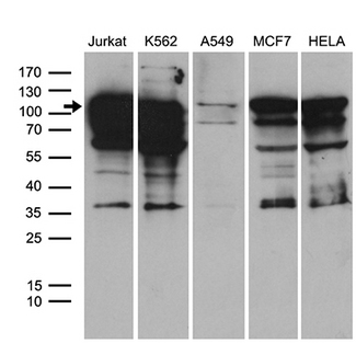 TCF12 / HEB Antibody - Western blot analysis of extracts. (35ug) from 5 different cell lines by using anti-TCF12 monoclonal antibody. (1:500)