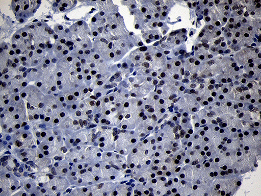 TCF12 / HEB Antibody - Immunohistochemical staining of paraffin-embedded Human pancreas tissue within the normal limits using anti-TCF12 mouse monoclonal antibody. (Heat-induced epitope retrieval by 1mM EDTA in 10mM Tris buffer. (pH8.5) at 120°C for 3 min. (1:1000)