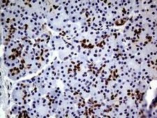 TCF12 / HEB Antibody - Immunohistochemical staining of paraffin-embedded Human pancreas tissue within the normal limits using anti-TCF12 mouse monoclonal antibody. (Heat-induced epitope retrieval by 1mM EDTA in 10mM Tris buffer. (pH8.5) at 120°C for 3 min. (1:500)