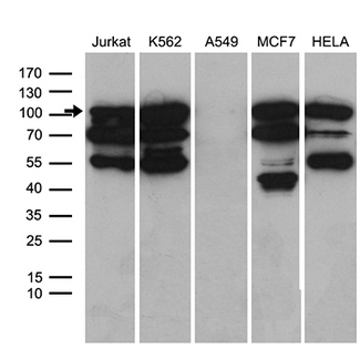 TCF12 / HEB Antibody - Western blot analysis of extracts. (35ug) from 5 different cell lines by using anti-TCF12 monoclonal antibody. (1:500)