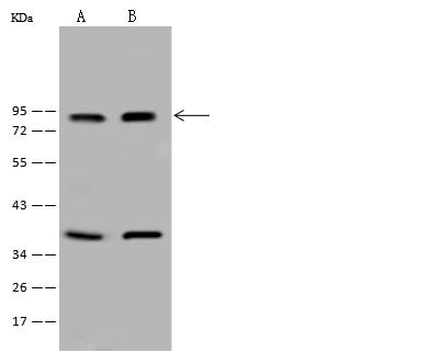TCF12 / HEB Antibody - Anti-TCF12 rabbit polyclonal antibody at 1:500 dilution. Lane A: HeLa Whole Cell Lysate. Lane B: Jurkat Whole Cell Lysate. Lysates/proteins at 30 ug per lane. Secondary: Goat Anti-Rabbit IgG (H+L)/HRP at 1/10000 dilution. Developed using the ECL technique. Performed under reducing conditions. Predicted band size: 73 kDa. Observed band size: 85 kDa.