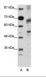 TCF12 / HEB Antibody - A: Marker, B: Jurkat Cell Lysate.  This image was taken for the unconjugated form of this product. Other forms have not been tested.