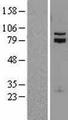 TCF12 / HEB Protein - Western validation with an anti-DDK antibody * L: Control HEK293 lysate R: Over-expression lysate