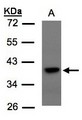 TCF19 / TCF-19 Antibody - Sample (30 ug of whole cell lysate). A:293T. 10% SDS PAGE. SC1 / TCF-19 antibody diluted at 1:1500
