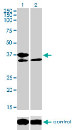 TCF19 / TCF-19 Antibody - Western blot of TCF19 over-expressed 293 cell line, cotransfected with TCF19 Validated Chimera RNAi (Lane 2) or non-transfected control (Lane 1). Blot probed with TCF19 monoclonal antibody, clone 6D8. GAPDH ( 36.1 kD ) used as specificity.