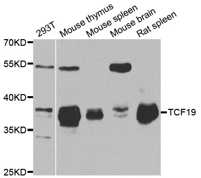 TCF19 / TCF-19 Antibody - Western blot analysis of extracts of various cell lines.