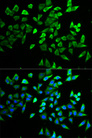 TCF19 / TCF-19 Antibody - Immunofluorescence analysis of HeLa cells.