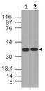 TCF19 / TCF-19 Antibody - Fig-1: Expression analysis of SC1. Anti-SC1 antibody was used at 1 µg/ml on (1) h Spleen and (2) PC3 lysates.