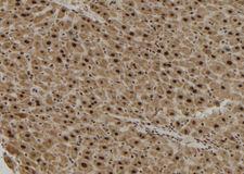 TCF19 / TCF-19 Antibody - 1:100 staining mouse liver tissue by IHC-P. The sample was formaldehyde fixed and a heat mediated antigen retrieval step in citrate buffer was performed. The sample was then blocked and incubated with the antibody for 1.5 hours at 22°C. An HRP conjugated goat anti-rabbit antibody was used as the secondary.