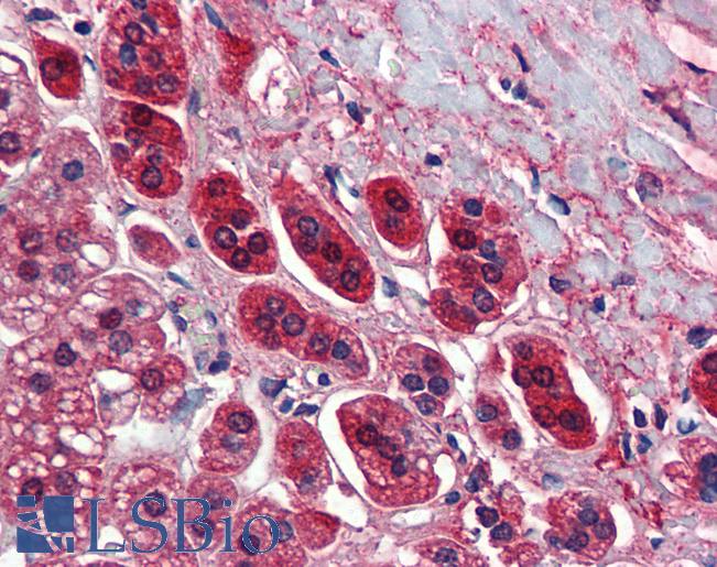 TCF21 / Epicardin Antibody - Anti-TCF21 antibody IHC of human adrenal. Immunohistochemistry of formalin-fixed, paraffin-embedded tissue after heat-induced antigen retrieval. Antibody concentration 5 ug/ml.  This image was taken for the unconjugated form of this product. Other forms have not been tested.
