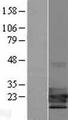 TCF21 / Epicardin Protein - Western validation with an anti-DDK antibody * L: Control HEK293 lysate R: Over-expression lysate