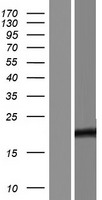 TCF24 Protein - Western validation with an anti-DDK antibody * L: Control HEK293 lysate R: Over-expression lysate