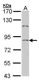 TCF25 Antibody - Sample (30 ug of whole cell lysate). A: Hela. 7.5% SDS PAGE. TCF25 antibody diluted at 1:500.