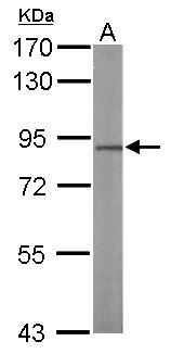 TCF25 Antibody - Sample (50 ug of whole cell lysate). A: Mouse brain. 7.5% SDS PAGE. TCF25 antibody diluted at 1:1000.
