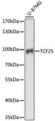 TCF25 Antibody - Western blot analysis of extracts of U-87MG cells, using TCF25 antibody at 1:1000 dilution. The secondary antibody used was an HRP Goat Anti-Rabbit IgG (H+L) at 1:10000 dilution. Lysates were loaded 25ug per lane and 3% nonfat dry milk in TBST was used for blocking. An ECL Kit was used for detection and the exposure time was 30s.