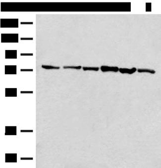 TCF25 Antibody - Western blot analysis of 293T cell K562 cell lysates  using TCF25 Polyclonal Antibody at dilution of 1:250