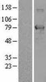 TCF25 Protein - Western validation with an anti-DDK antibody * L: Control HEK293 lysate R: Over-expression lysate