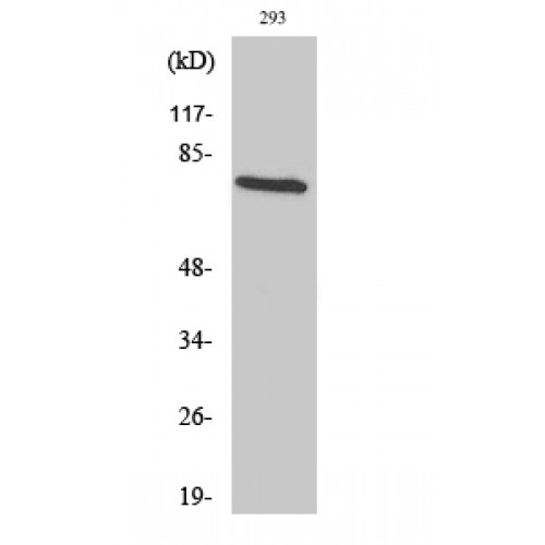 TCF3 / E2A Antibody - Western blot of TCF-3 antibody