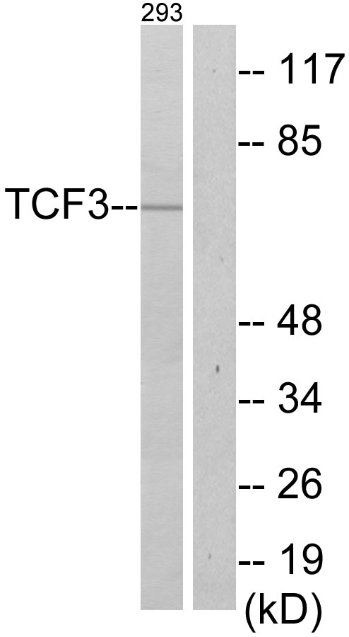 TCF3 / E2A Antibody - Western blot analysis of lysates from 293 cells, using TCF3 Antibody. The lane on the right is blocked with the synthesized peptide.