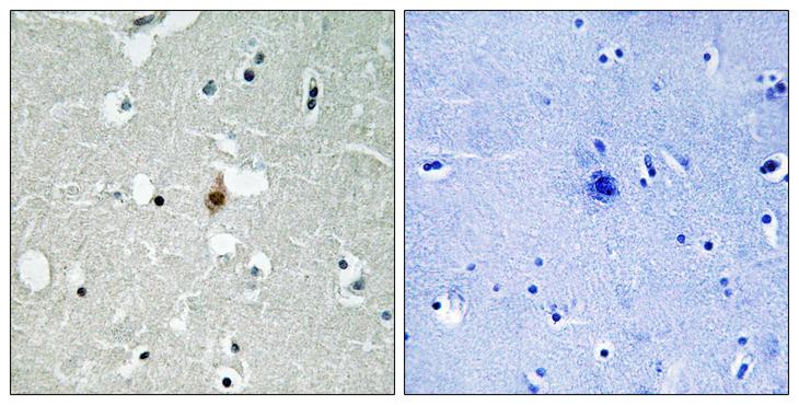 TCF3 / E2A Antibody - Peptide - + Immunohistochemistry analysis of paraffin-embedded human brain tissue using E2A antibody.