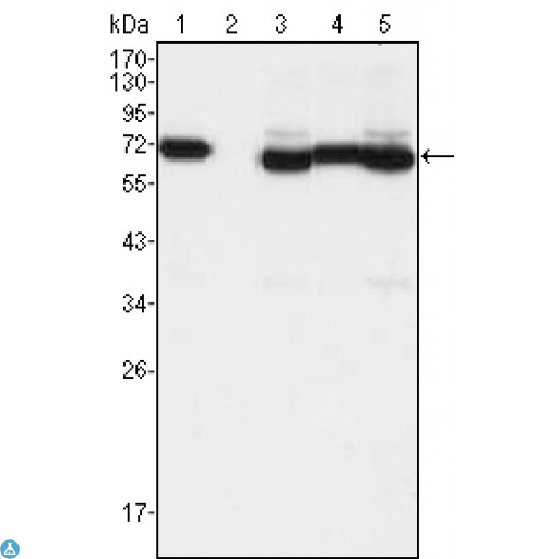 TCF3 / E2A Antibody - Flow cytometric (FCM) analysis of A549 cells using E2A Monoclonal Antibody (green) and negative control (purple).