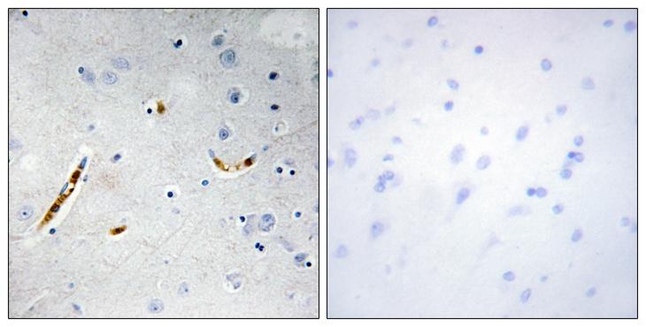 TCF3 / E2A Antibody - Peptide - + Immunohistochemistry analysis of paraffin-embedded human brain tissue using TCF3 antibody.